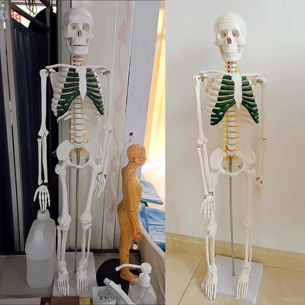 85CM Human Active Model Medical Anatomy Skeleton Skeleton Model Medical Learning Halloween Party Decoration Skeleton Art Sketch