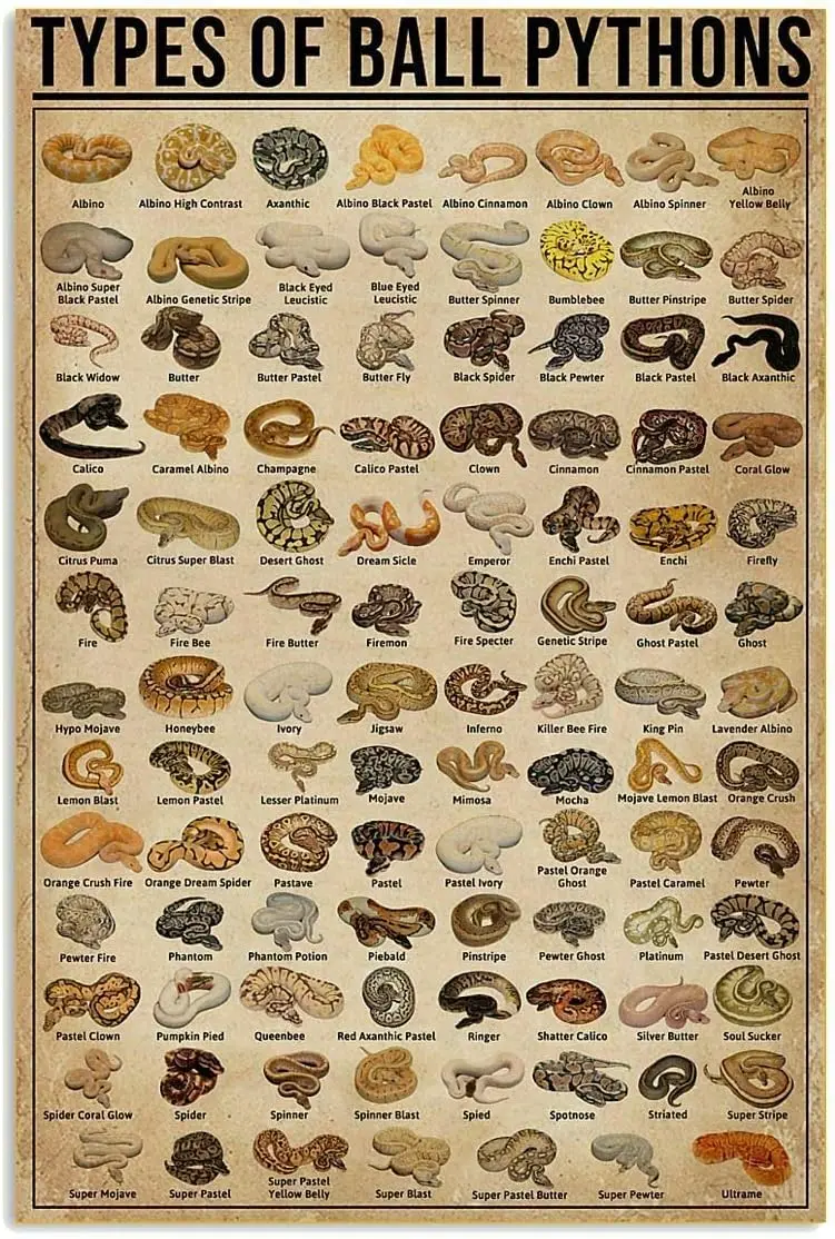 Retro Nostalgic Art Print Poster Type of Ball Pythons Metal Sign Decoration Bar Cafe Club Retro Tin Sign 12x16 Inch Iron Pa sign