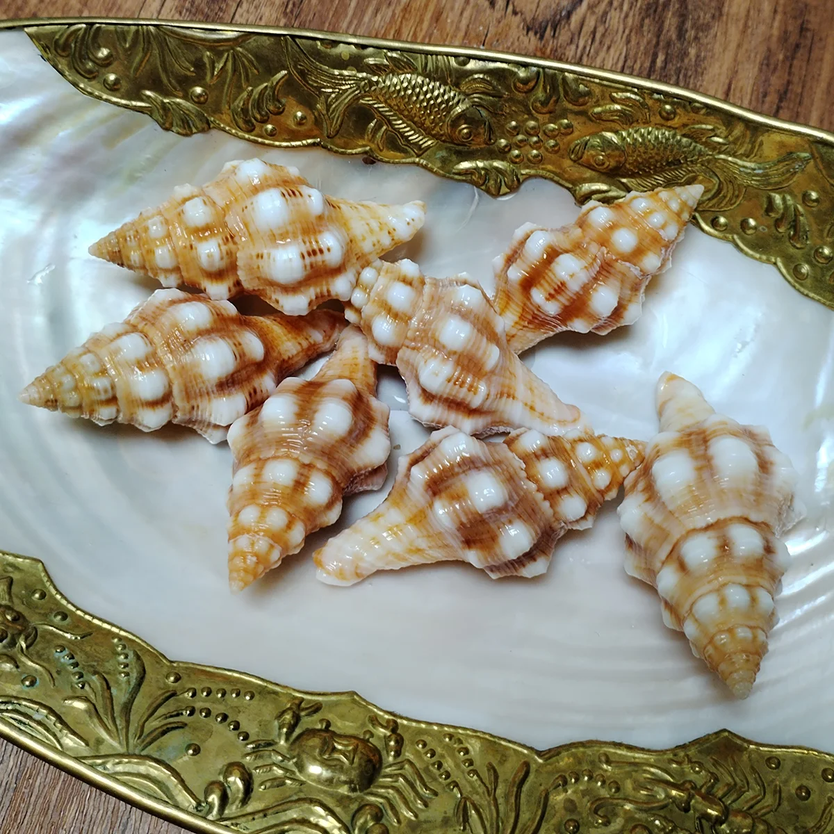 جامع المحار الدوار الملح الطبيعي ، أصداف الذهب ، حفلة موضوع الشاطئ ، حوض الأسماك ، ديكور الزفاف ، 2 التفاف