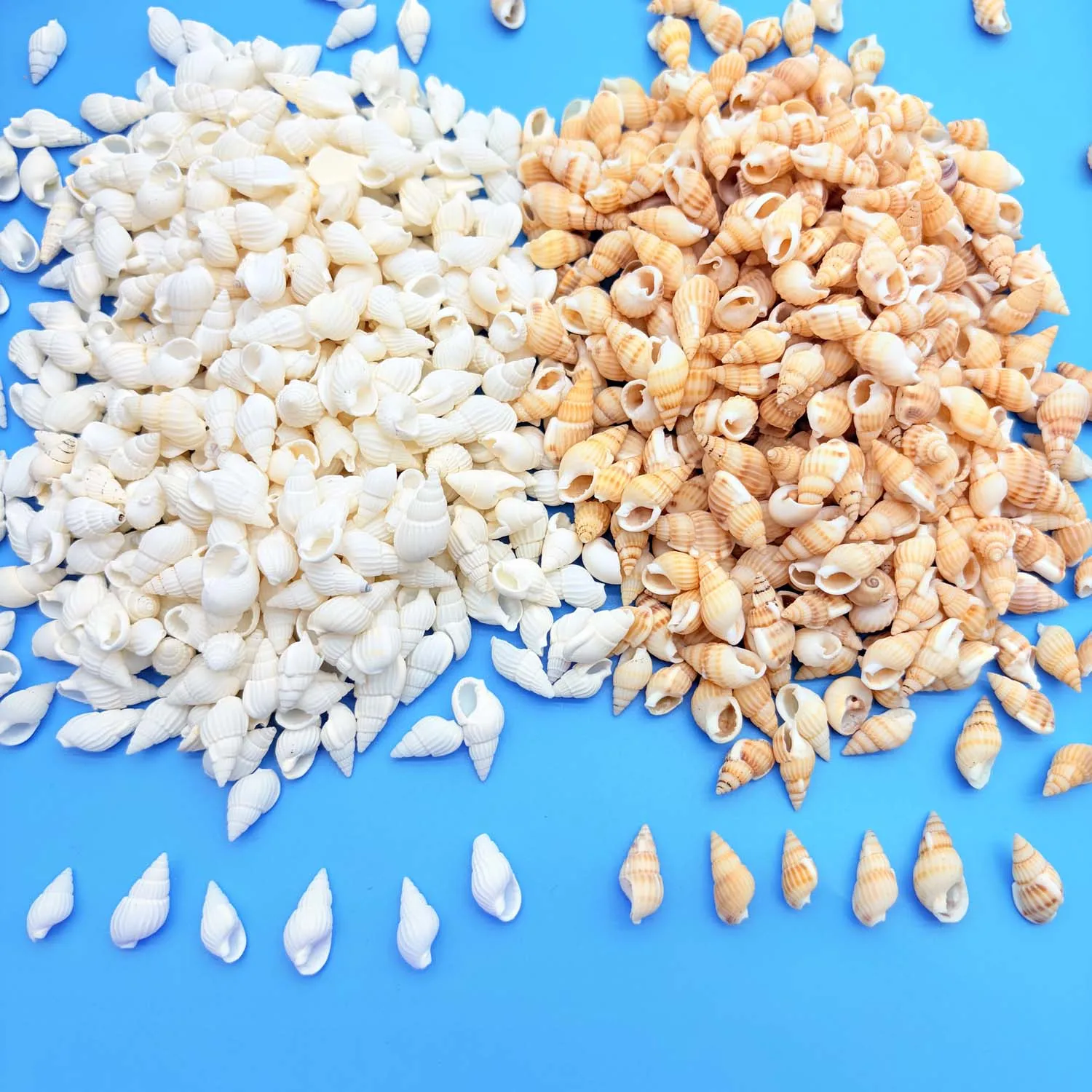 1 Box White Shell Non Porous Tiny Sea Shells Colorful Mixed Sea Shells Natural Spiral Seashells DIY Fish Tank Decor