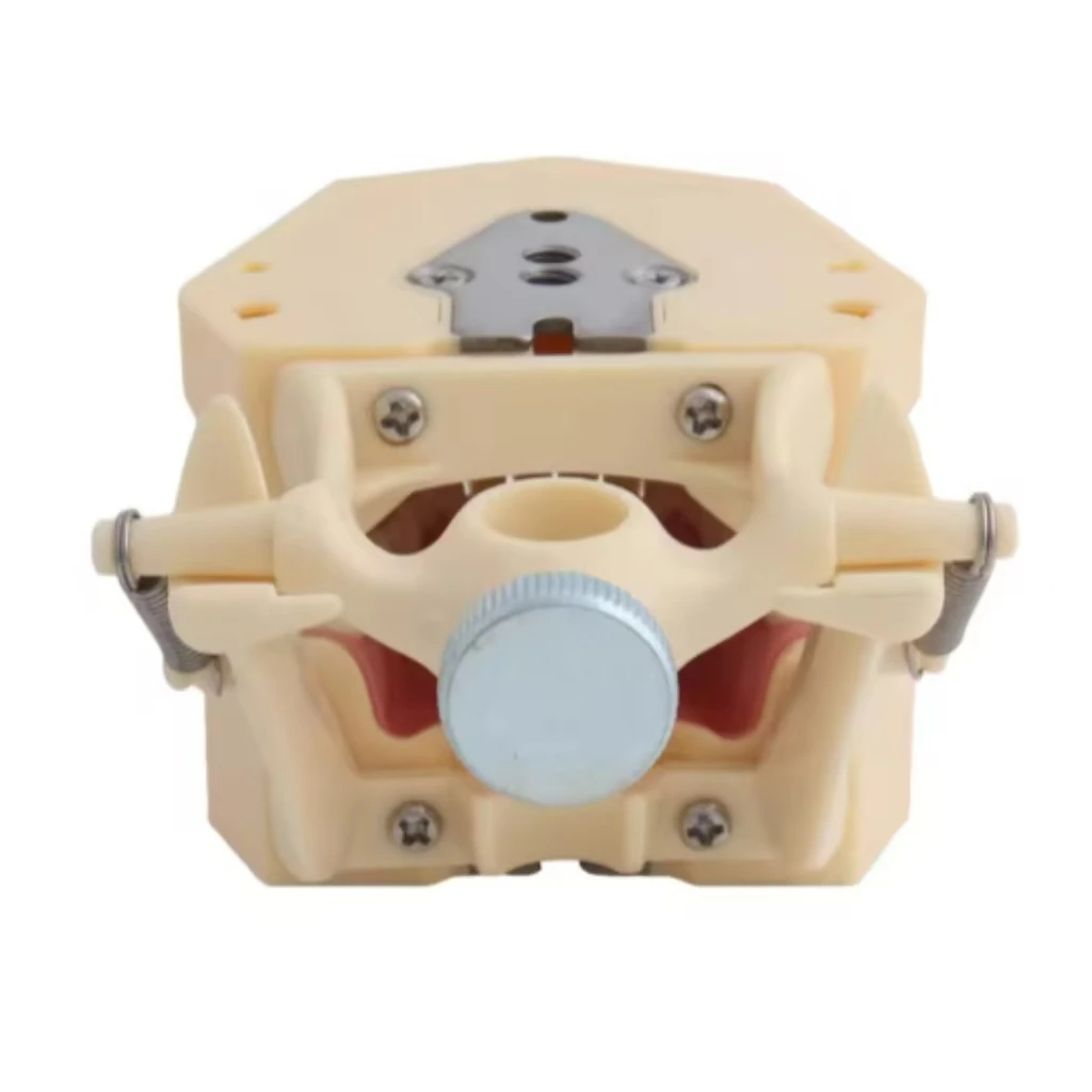 Dental Teeth Teaching Model with Jaw Framework - High Quality for Dentist Practice & Demonstration