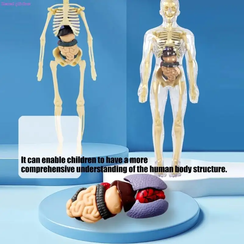 D0JC Giocattolo pratico per l'apprendimento che mostra struttura degli organi interni per studenti elementari