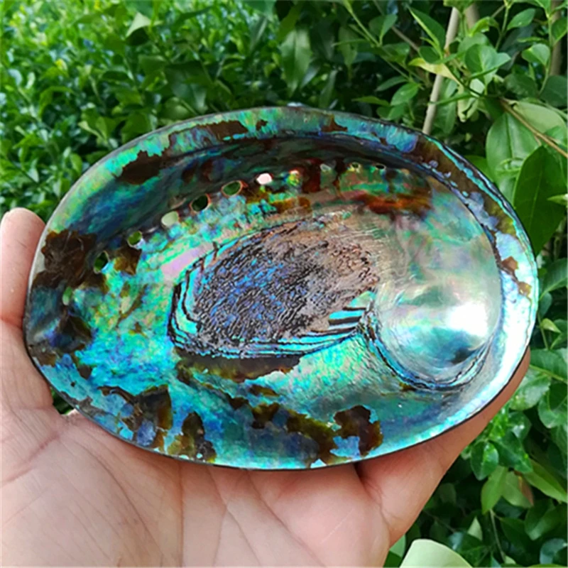 Durable Conch Natural Abalone Seashell Peeled Conch Incense Holder for Cleaning Smudging Meditation for Shell Crafts Dec