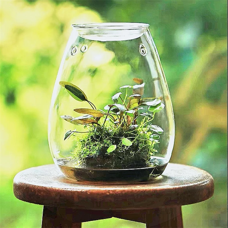 Bouteilles en verre pour micro-paysages avec couvercle, bouteille en verre pour mousse verte fraîche, vase en verre, terrarium en verre, bonsaï, décoration de bureau à domicile