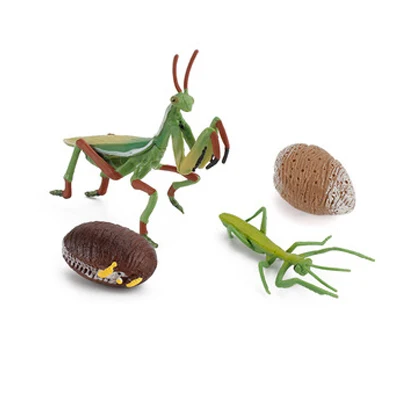 Ciclo di crescita educativo precoce Ornamenti Ciclo di biologia Mantis Figurine Ciclo di vita Figure Preghiera Mantis Ciclo di crescita delle lumache