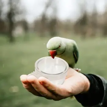 6 最佳銷售 鳥食碗 - №2