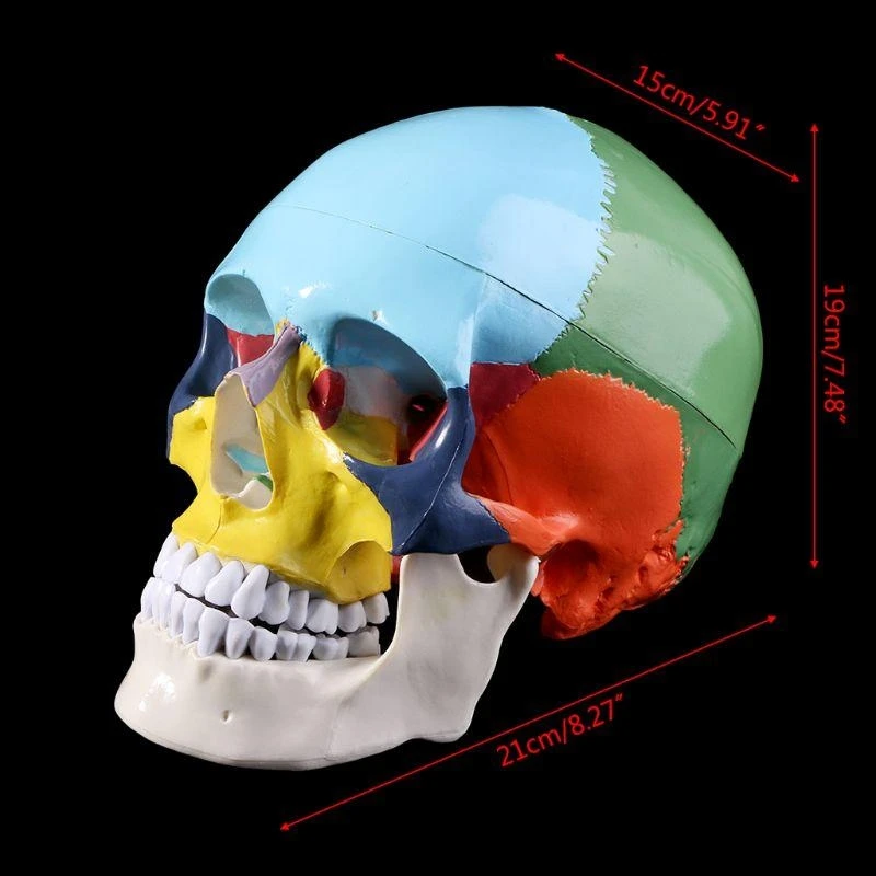 62ka Tamaño vida Life Colorido Modelo calavera humana Anatomía Anatomía Enseñanza médica Skeleto