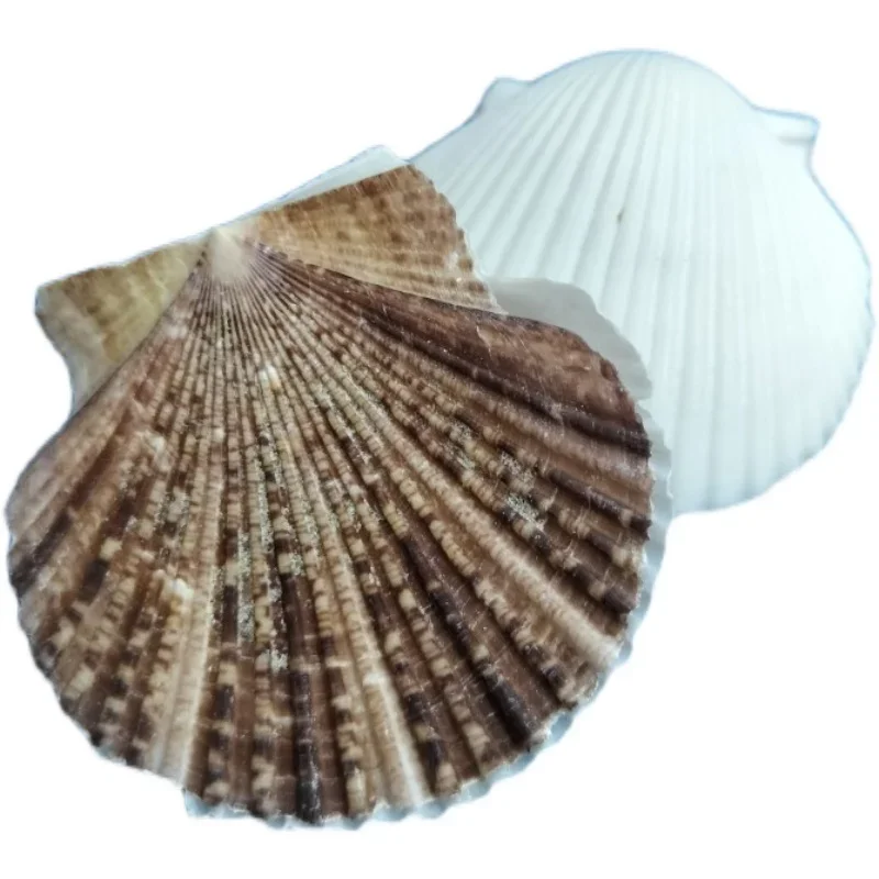 Mediterranean Style Flower Scallop Sea Shells Natural Color Marine Ocean Fish Landscape Home Decor