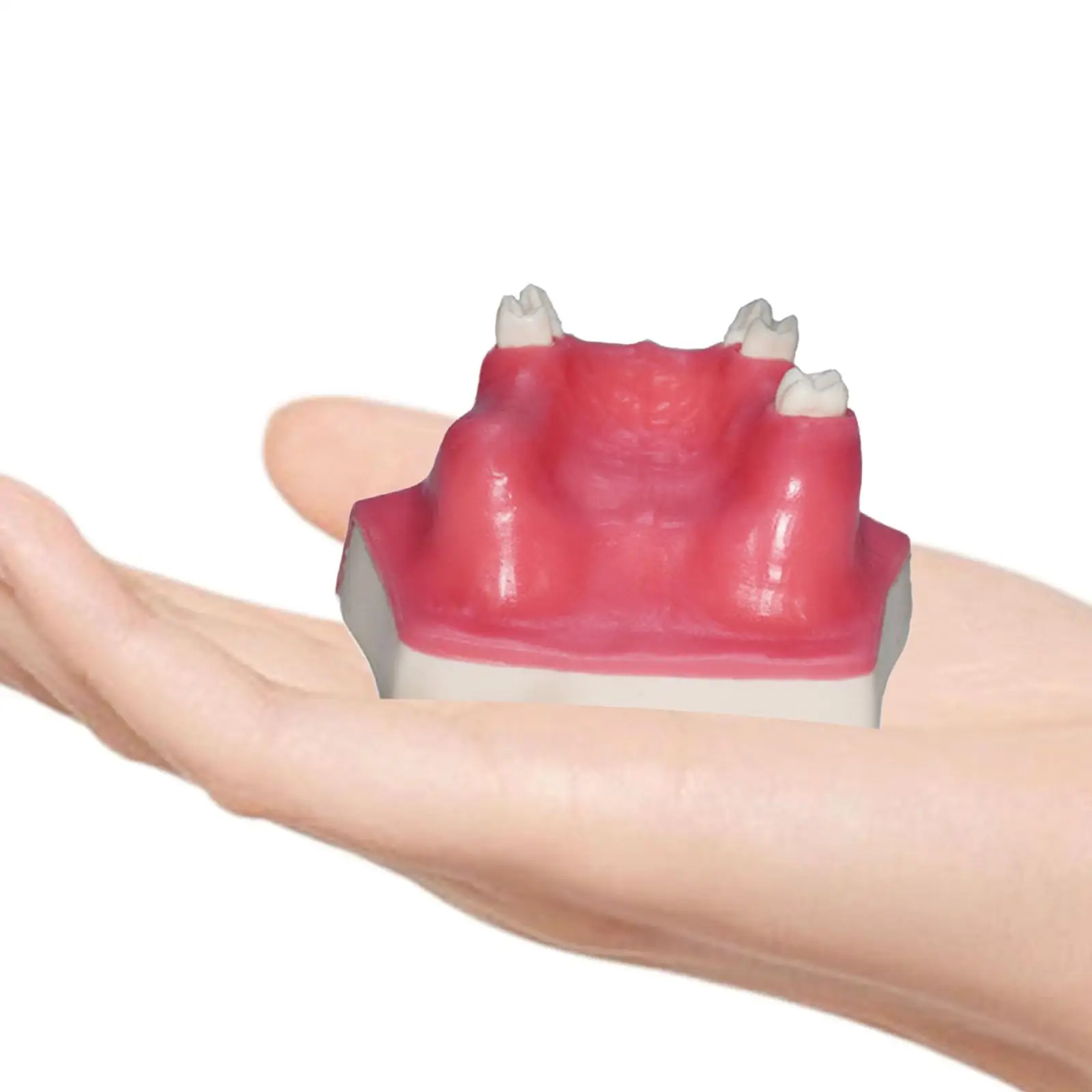 Dental Typodont Implant Tooth Model with Sinus Lift Practice Soft Gums for Maxillary Surgery Education