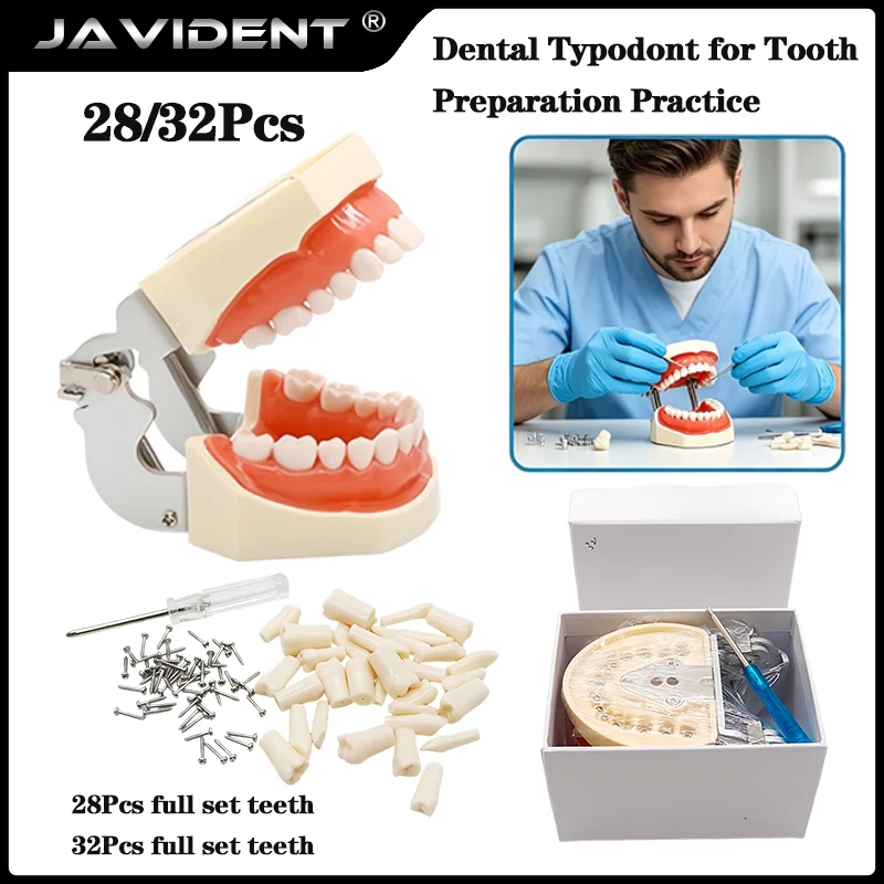 28/32 Teeth Model For Dental Technician Practice Training Jaw Typodont Standard Dental Model Teeth Teaching Model With Soft Gum