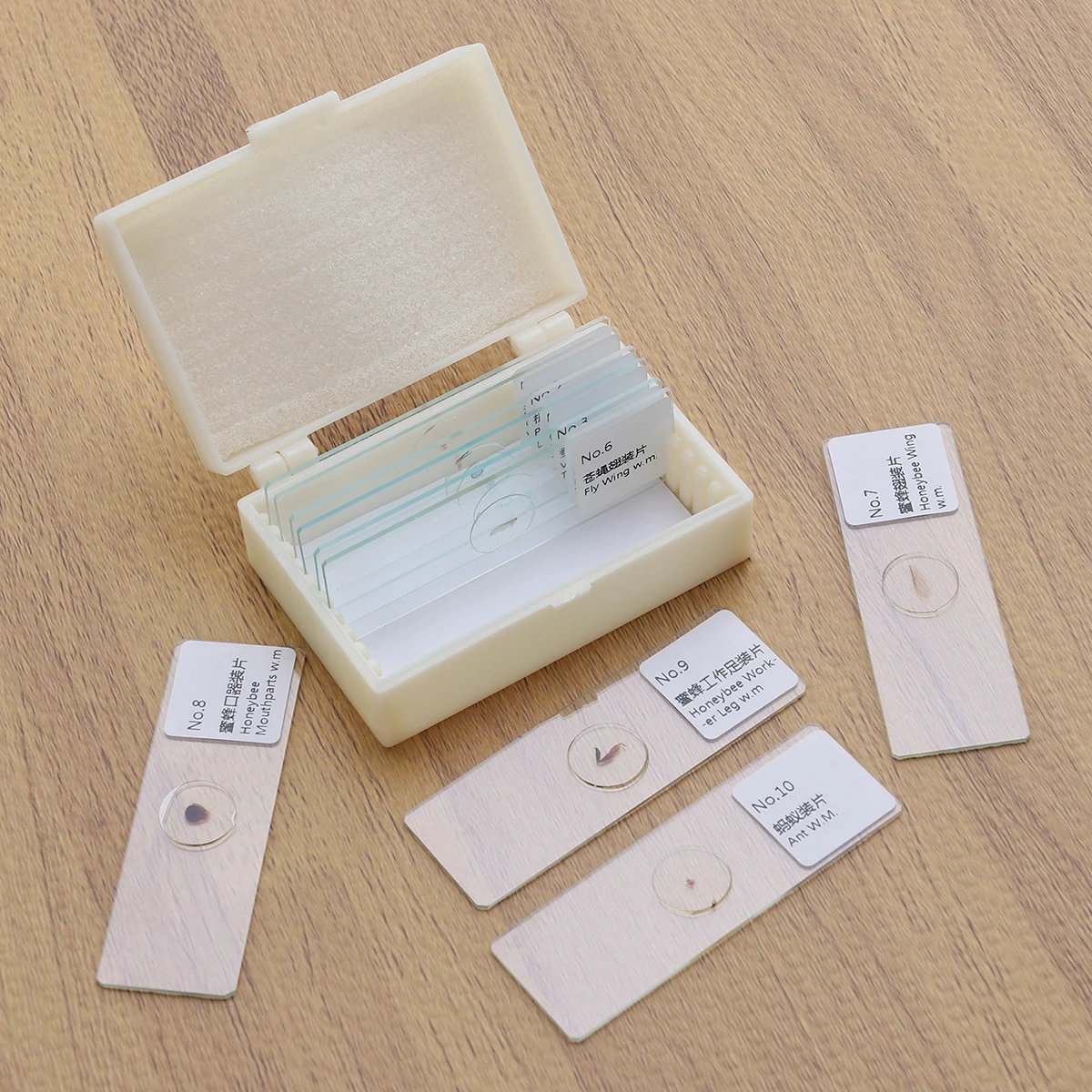 

10 pcs Biology Prepared Slides Glass Specimen Microscope Insect Animal Plant Study Educational Science Interest