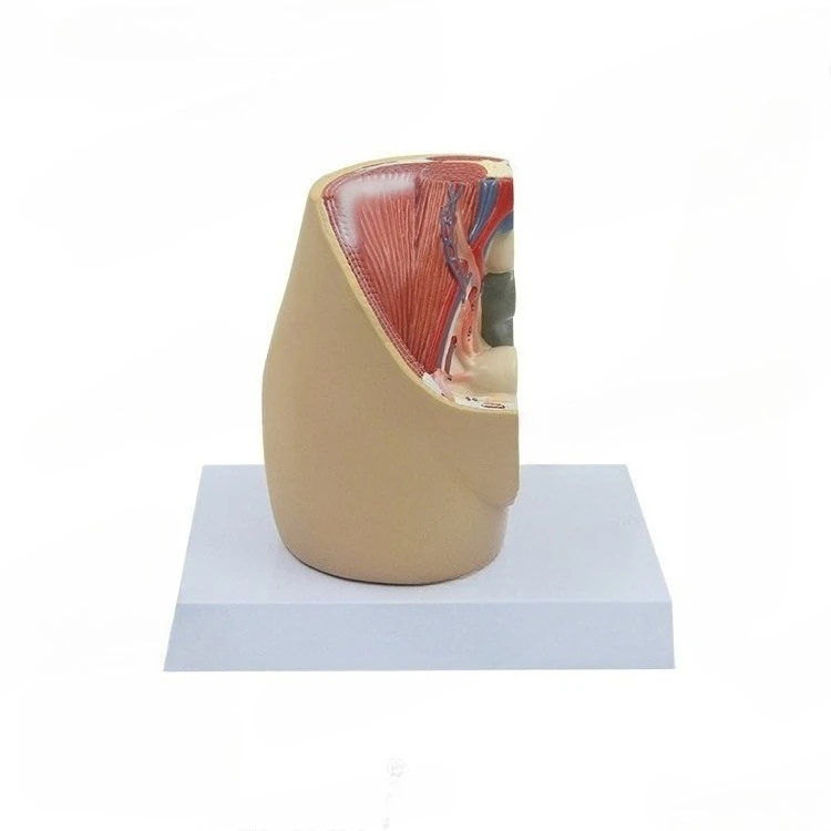 Adult female sagittal anatomical model reproductive system pelvic floor muscle model