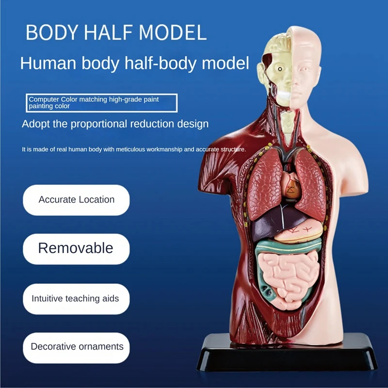 نموذج جسم الإنسان لتعلم العلوم البيولوجية ، نموذج تشريح تعليمي ، 7 نماذج أعضاء قابلة للإزالة