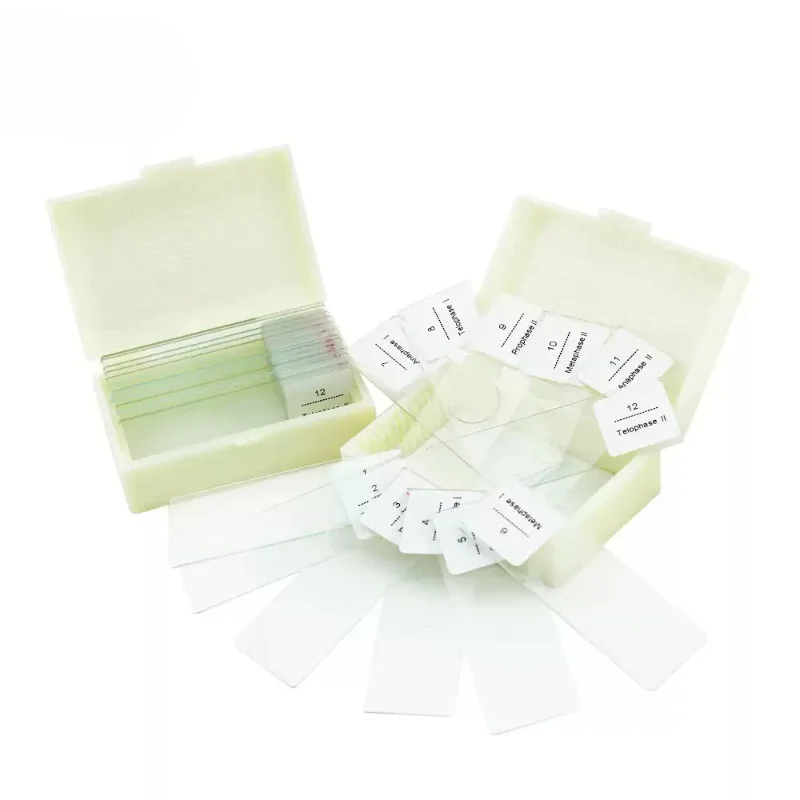 12-Piece Onion Anther Meiosis Slides | Cell Division & Genetics for Agricultural & Forestry Colleges