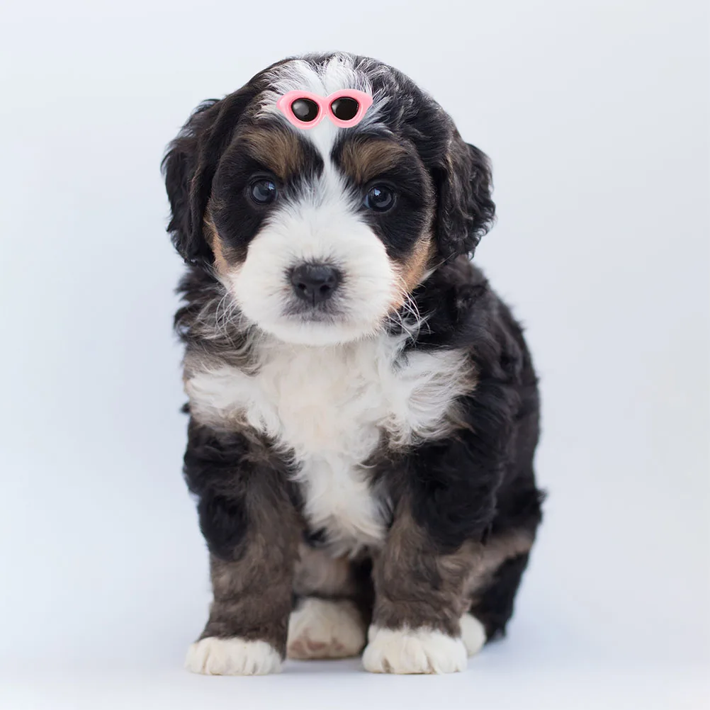 

15 Pcs Sunglasses Hair Clips for Dogs Cats Fashion Pet Accessories Lovely Decorative Dog Hairpins Unique Design Various Colors