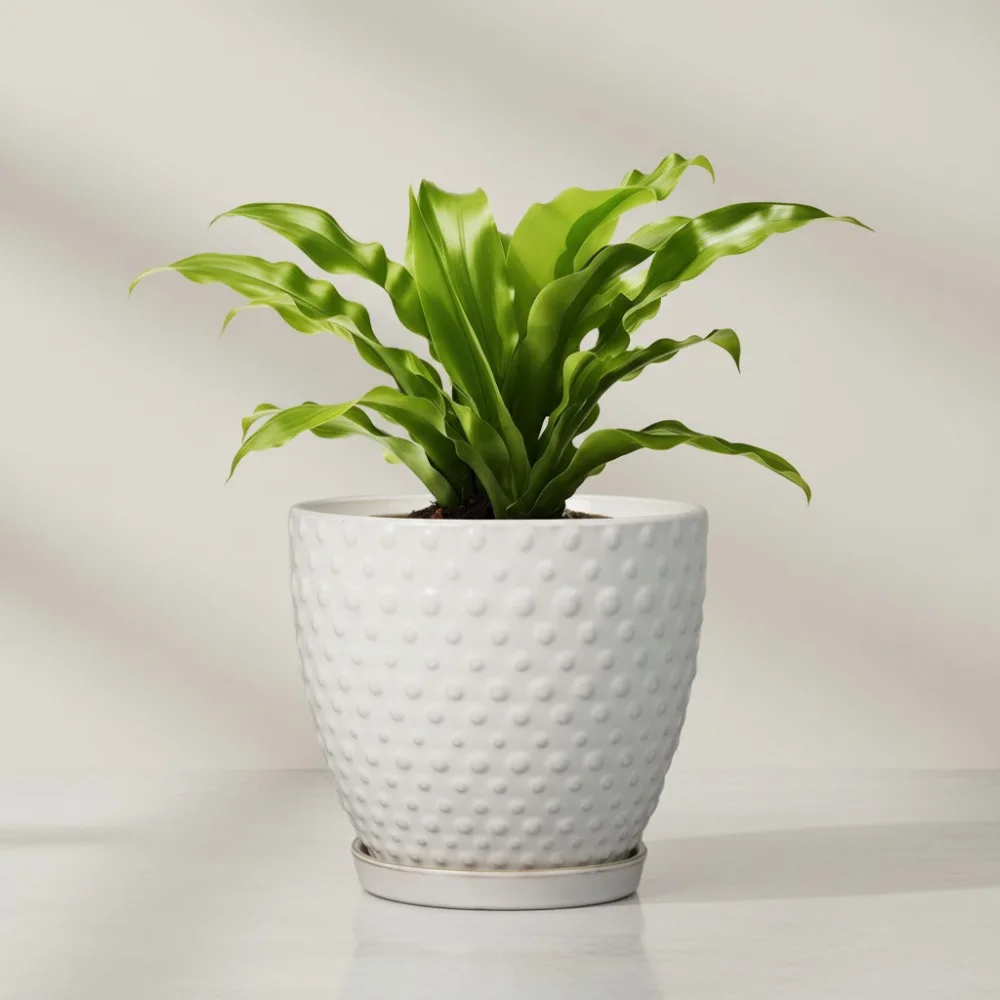

8 Inch Ceramic Planter with Drainage Hole and Saucer, Modern Round Flower Pot for Indoor Outdoor Plants
