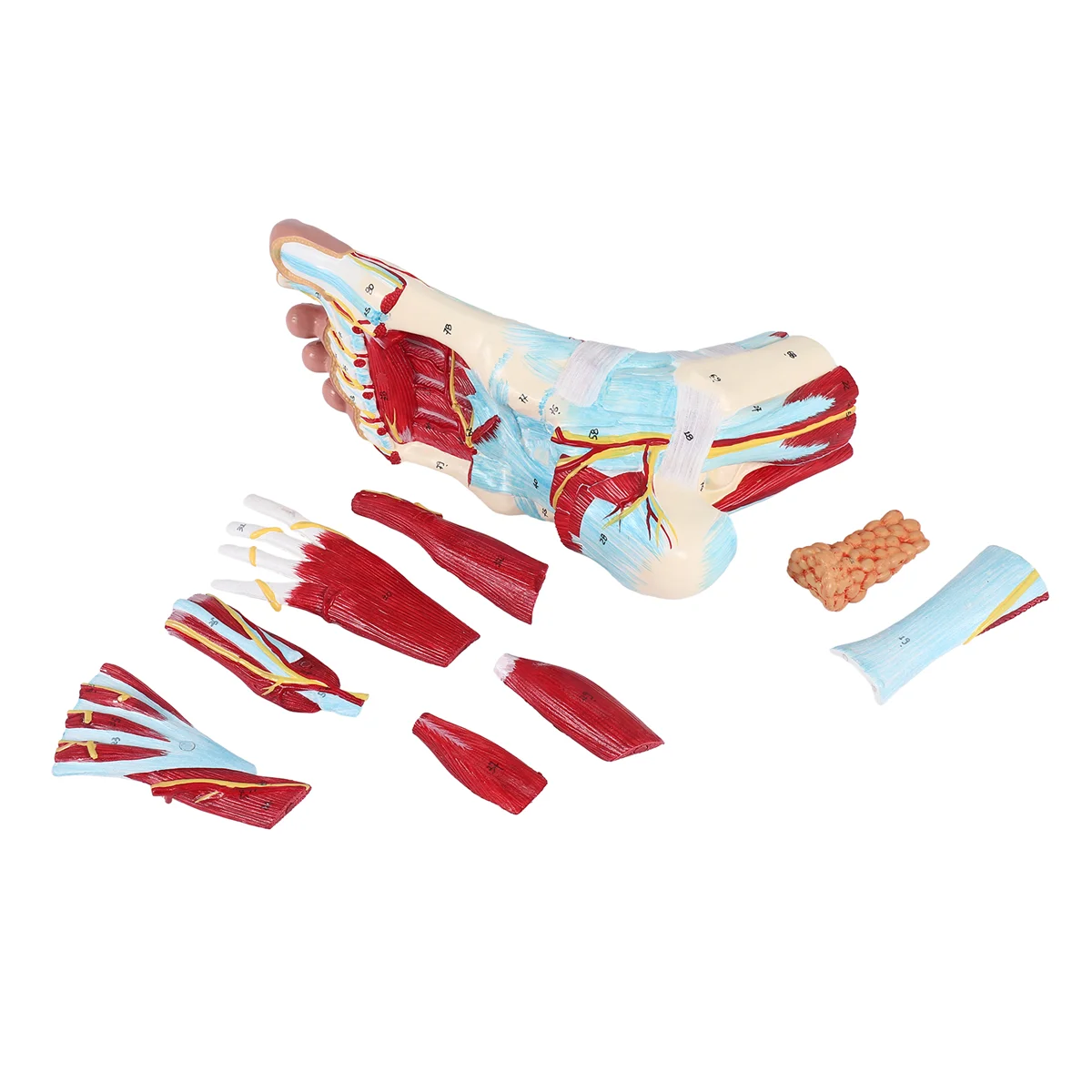 

Foot Anatomy Model 9 Parts, Foot Joints, Including Bone, Muscles, Ligaments, Nerves and Blood Vessels of the Human Foot