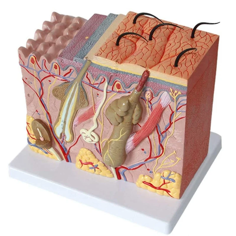 Hautmodell 50X vergrößertes anatomisches Hautmodell Anatomie dreidimensionales Hautmodell für den Anzeigeunterricht im Klassenzimmer