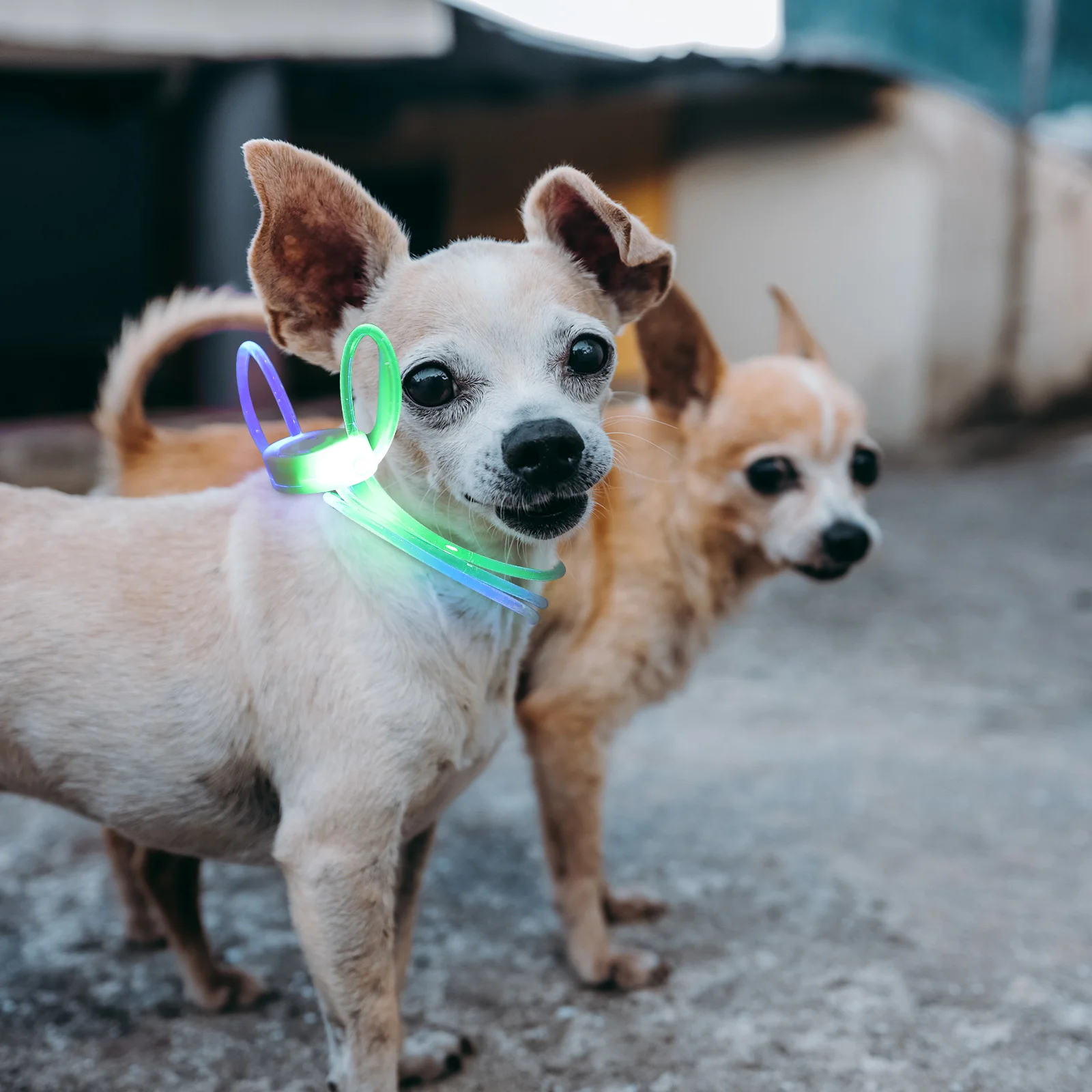 

2Pcs LED Pet Collar Glow Lanyard for Small Dogs Night Safety Lightweight Comfortable Dog Collar Supply Pu Sling