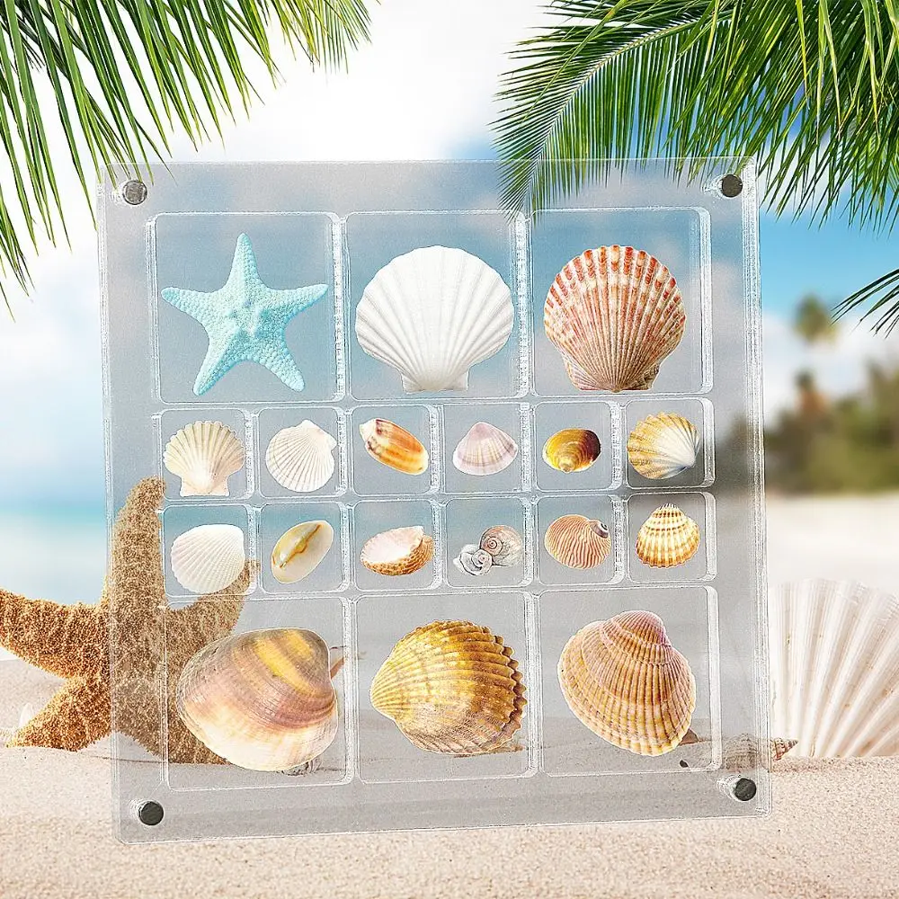Magnetic Seashell Display Box Clear Seashell Storage Box Transparent Plastic Mini Seashell Collection Case Small Craft Organizer
