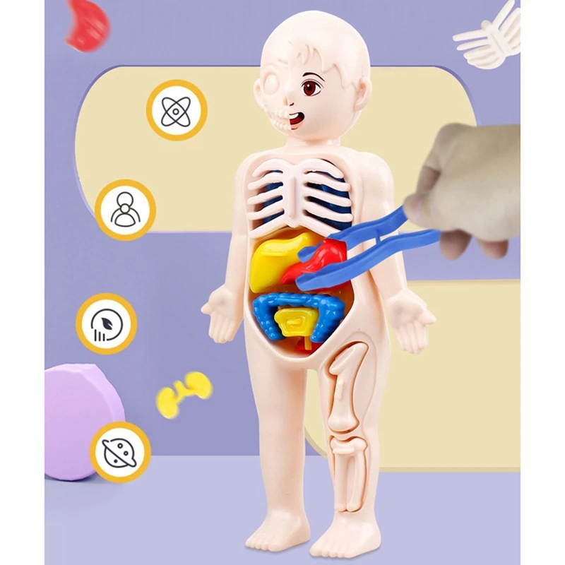 HOT-Children Science Education Human Body Organ Anatomy Model DIY Assembled Toys Teaching Tools