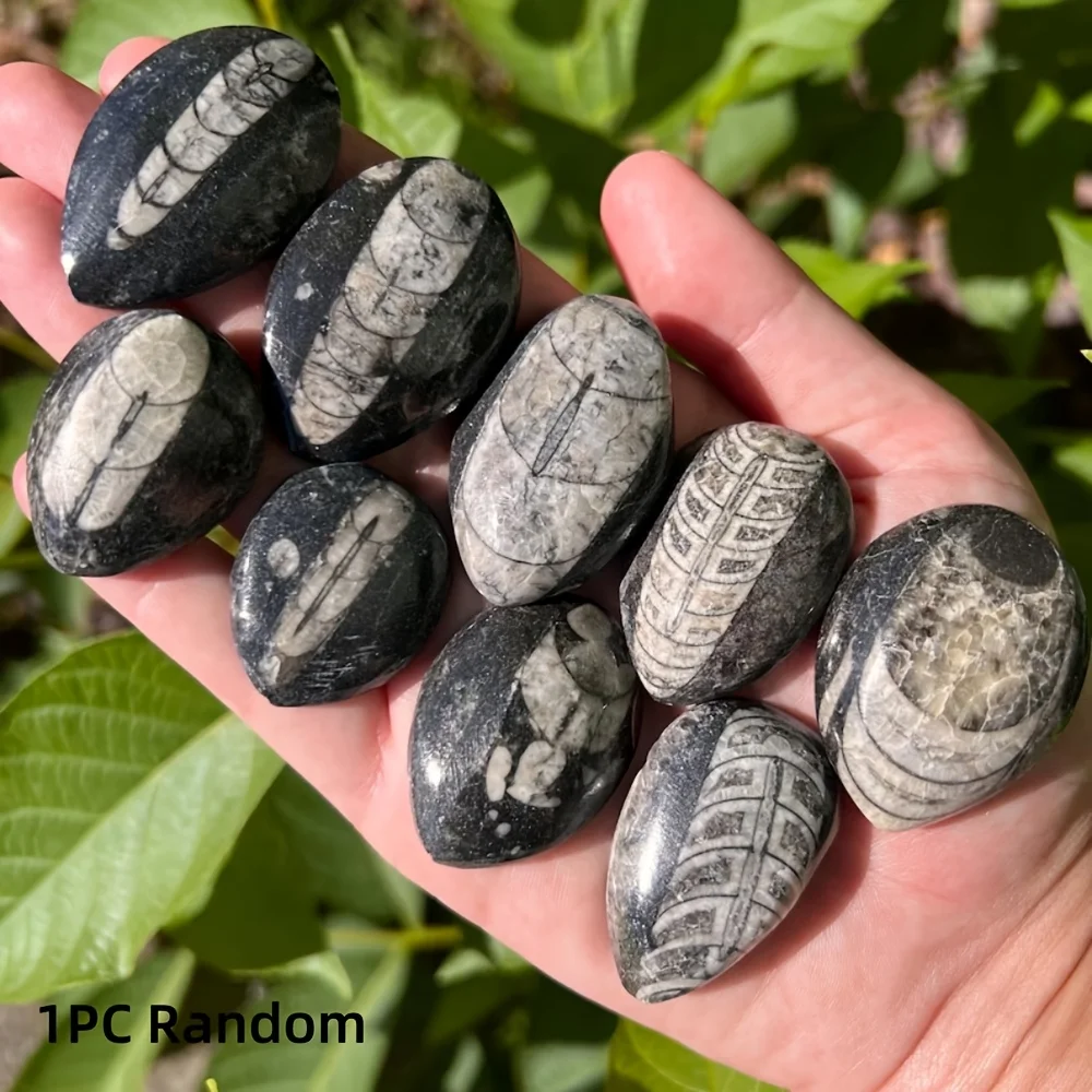1pc Random Pattern Simulated Trilobite Stone Exquisitely Carved Suitable For Science Education Paleontology Collections Home