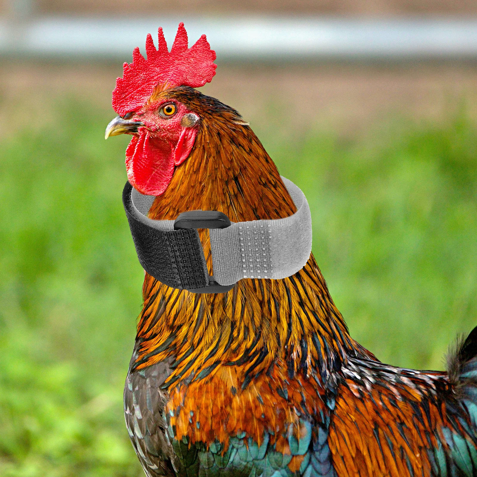 8 Pcs Stop-screaming Collars Chicken Neck Belts Flexible No Crowing Neckbands Noise Anti-crowing Rooster Nylon Crowing-proof