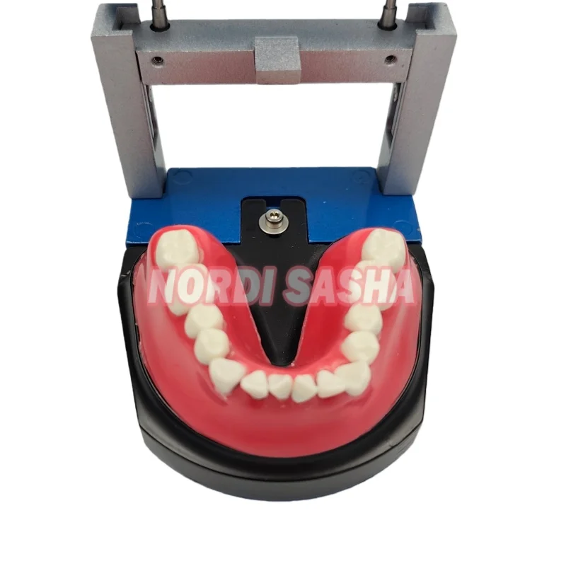 1Pcs Dental Typodont Orthodontic Training Model M8017 Practice Teeth Model Wax Form Removable Resin Teeth Standard Model