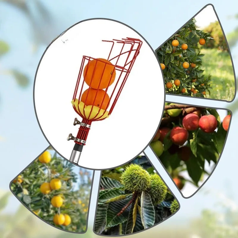 Высотная телескопическая головка для сбора фруктов — портативный садовый инструмент, который экономит усилия и защищает целостность фруктов. Высотная телескопическая головка для сбора фруктов — портативный садовый инструмент, который экономит усилия и защищает целостность фруктов.