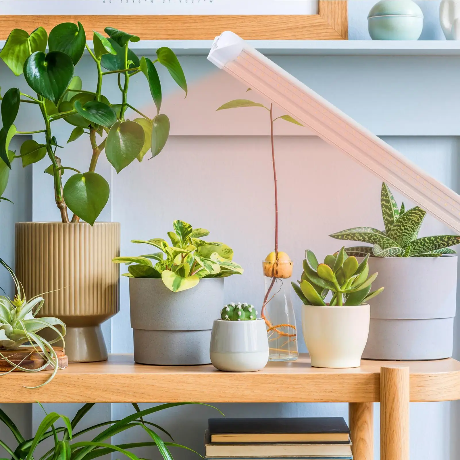 

Лампы для выращивания растений 2 фута T8 светодиодный светильник полного спектра для выращивания растений, съемные садовые аксессуары для рассады цветов, овощей, двора