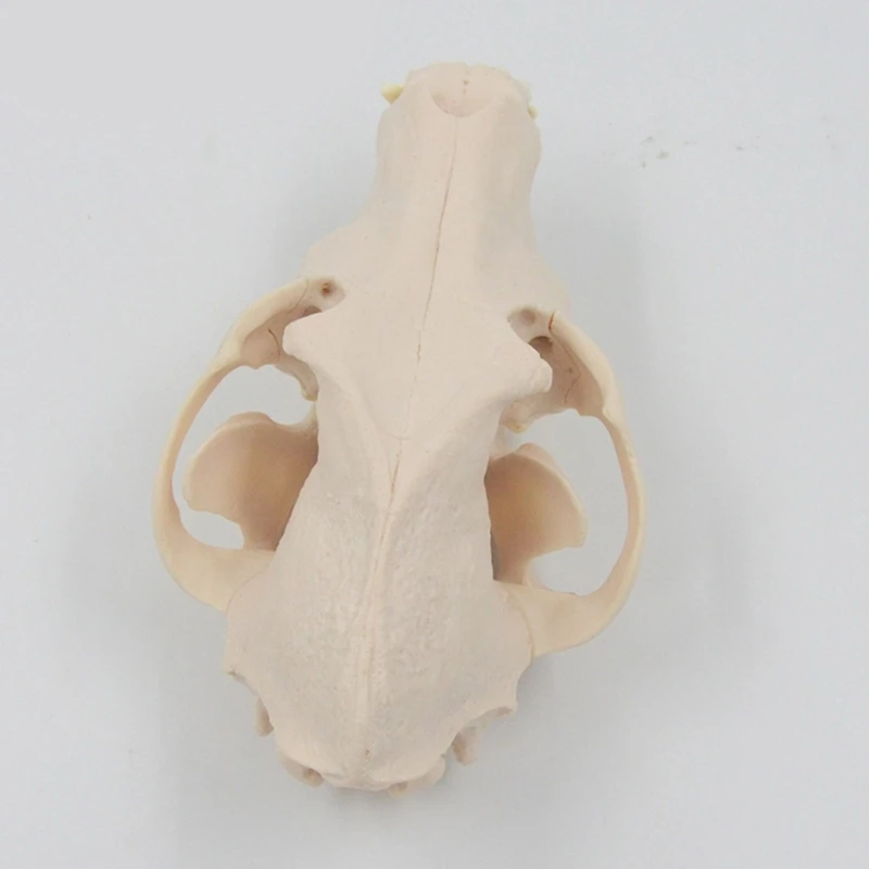 L74B Dog Skull Anatomy Model Dog Head Skeleton Model Realistic Anatomical Dog Head Bone Model for Veterinary Education