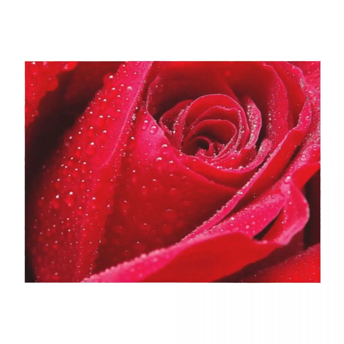 

Wet Rose Throw Blanket for sofa Large Hairys Nap Blankets