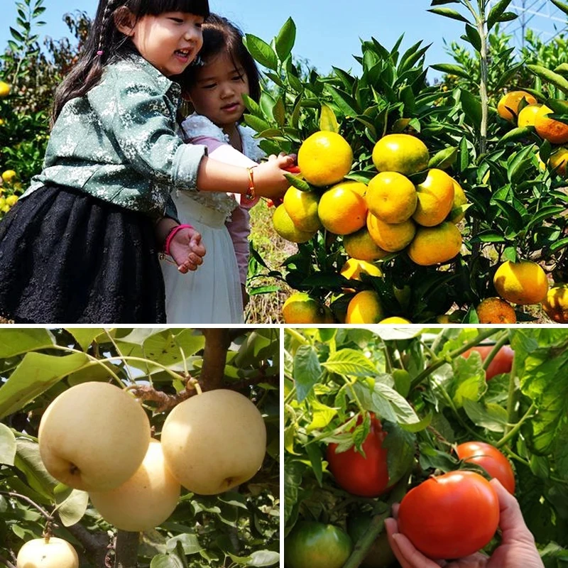 Cytokinin Plant Hormones Natural Brassinolide Improve Vegetable Flower Fruit Tree Better Product Grow Delaying Leaf Senescence