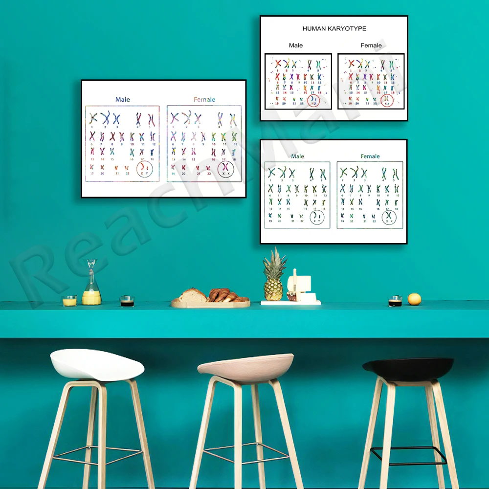 Human Karyotype, Female and Male Chromosomes Human Anatomy Diagram Watercolor Genetics Biology Poster Science Clinic Medical Art