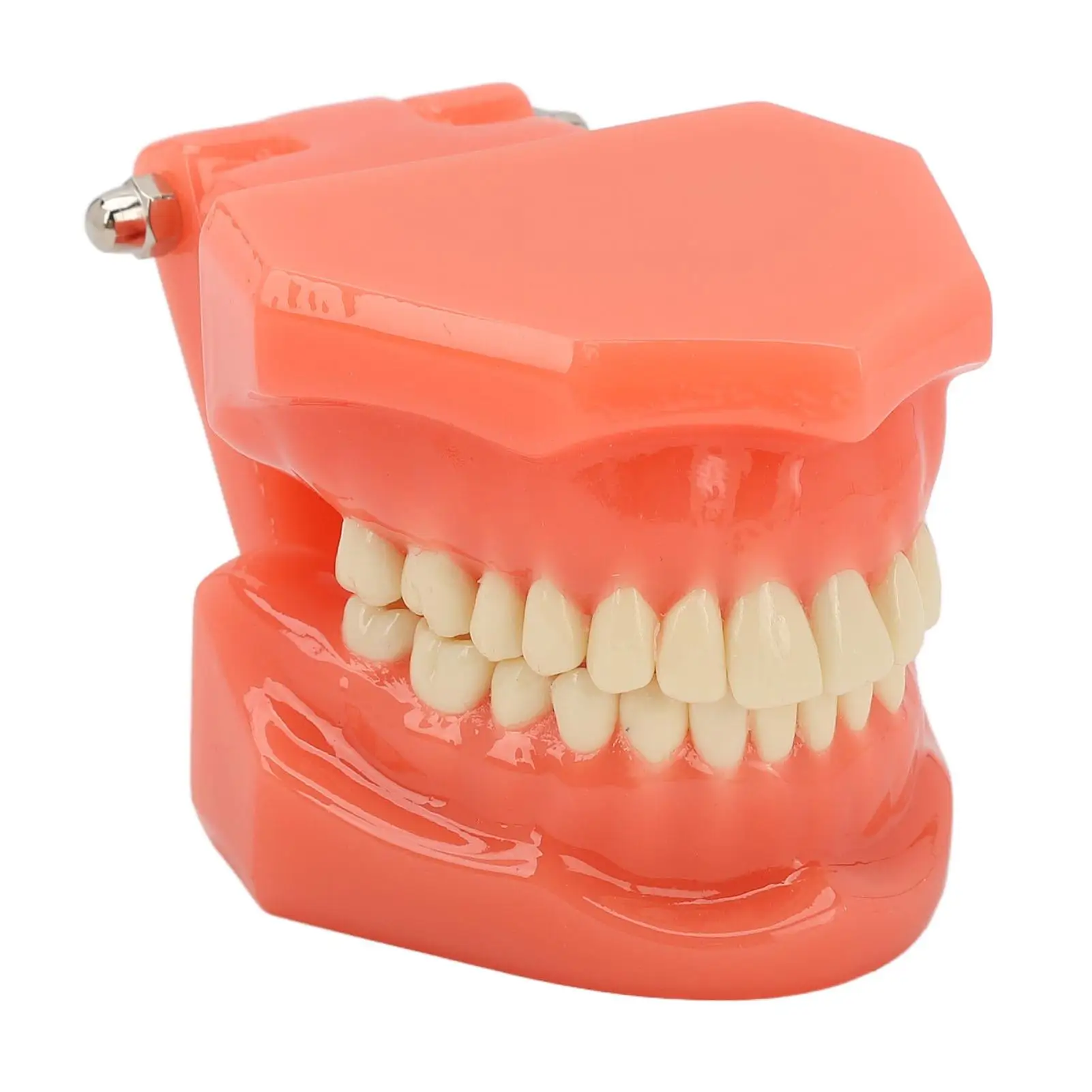

Tooth Model Educational Dental Teeth Anatomy Learning Aid for Lab Use