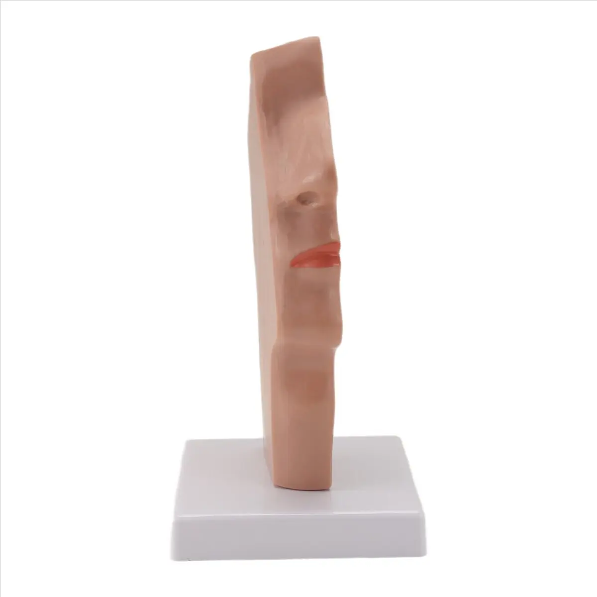 N82R Nasal Cavity Throat Anatomy Model Human Anatomical Pharynx Larynx Model for Students Study Display Teaching