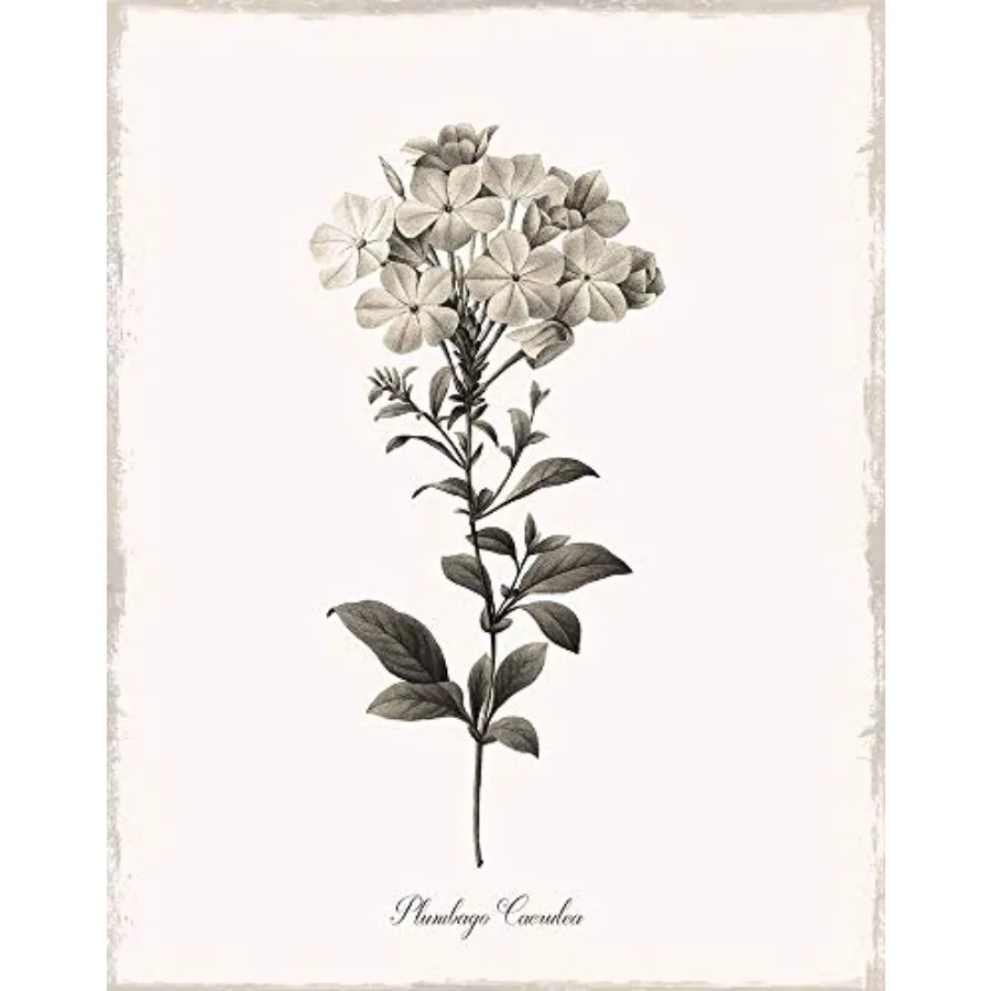 

Posterazzi PDX41393LARGE Sketchbook Leadwort Photo Print 24 x 36 Multi