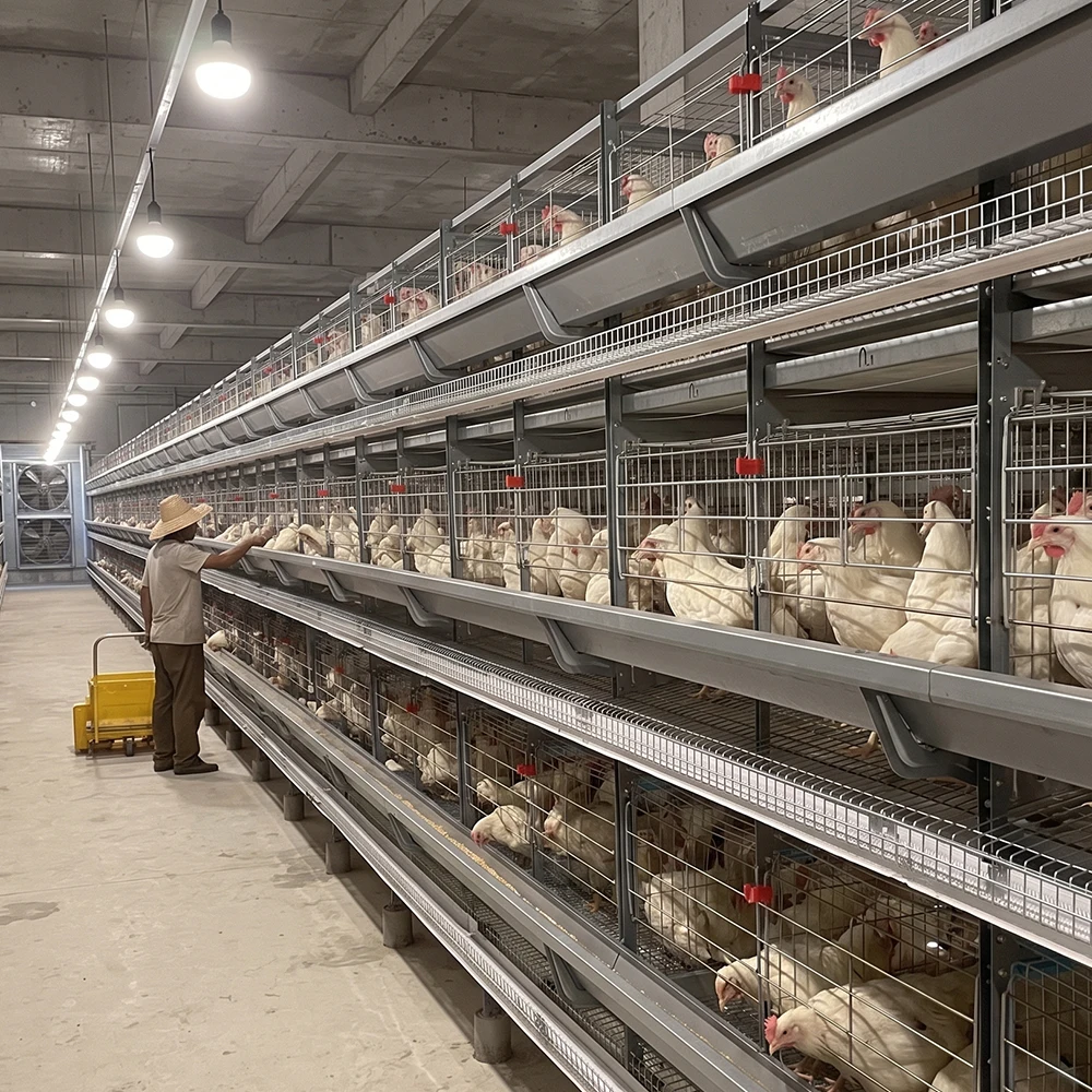 Automated 10000 Birds Battery Cage System Farm Project High ROI FCR Optimization Labor Saving H Type Layer Chicken Cage