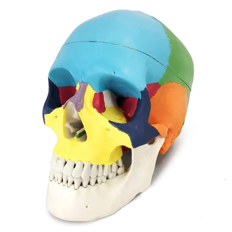 

Painted Human Skull Model, Life Size Replica Anatomy Adult Model With Removable Skull Cap And Articulated Mandible