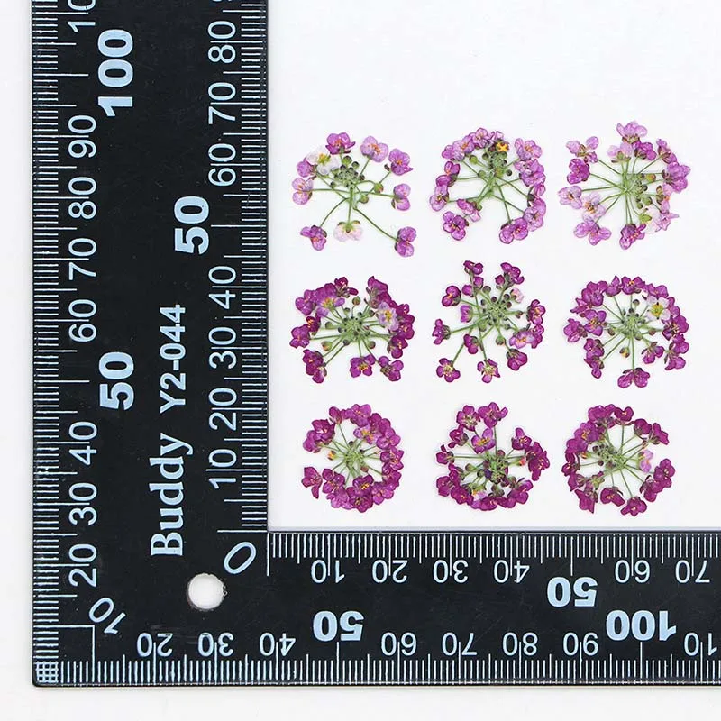 1-2.5CM/ Real Natural Dried Pressed Flowers,Small Dry Press Sweet Alyssum Flower Head for Epoxy Resin,Nails,Invitation Card