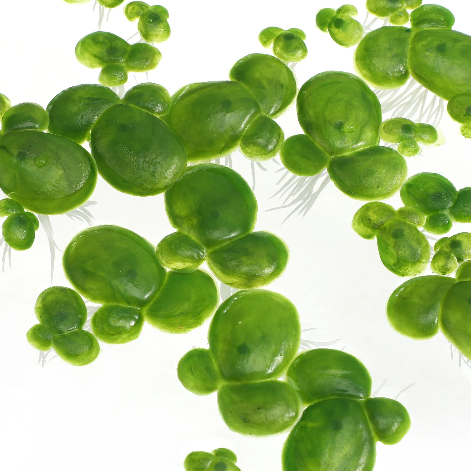 2Packs Fake Duckweed for Aquar - Planted Aquarium Mini ulasan dan harga