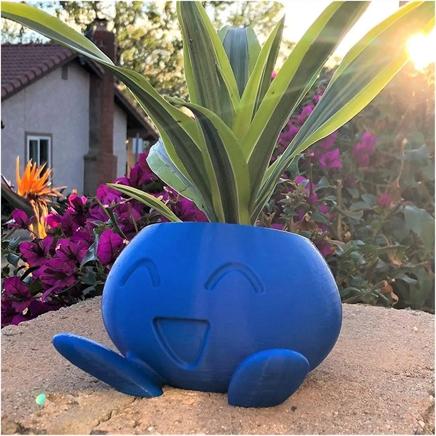 Oddish sadzarka Oddish doniczka soczysty kwiat roลlina doniczkowa doniczka