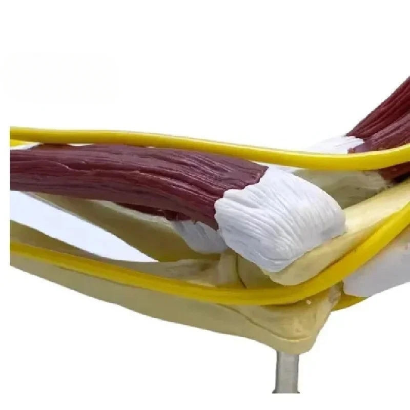 

Анатомическая модель верхней конечности человека в натуральную величину 1:1 (включая мышцы, связки, нервы и кости) Инструмент для обучения медицинской школе