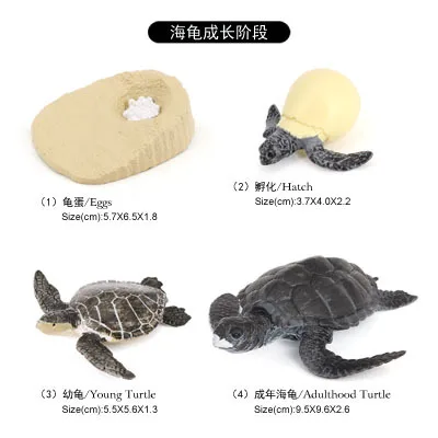 Simulation Marine Animal Model Children\'s Cognitive Science and Education Toy Set Turtle Tortoise Growth Cycle