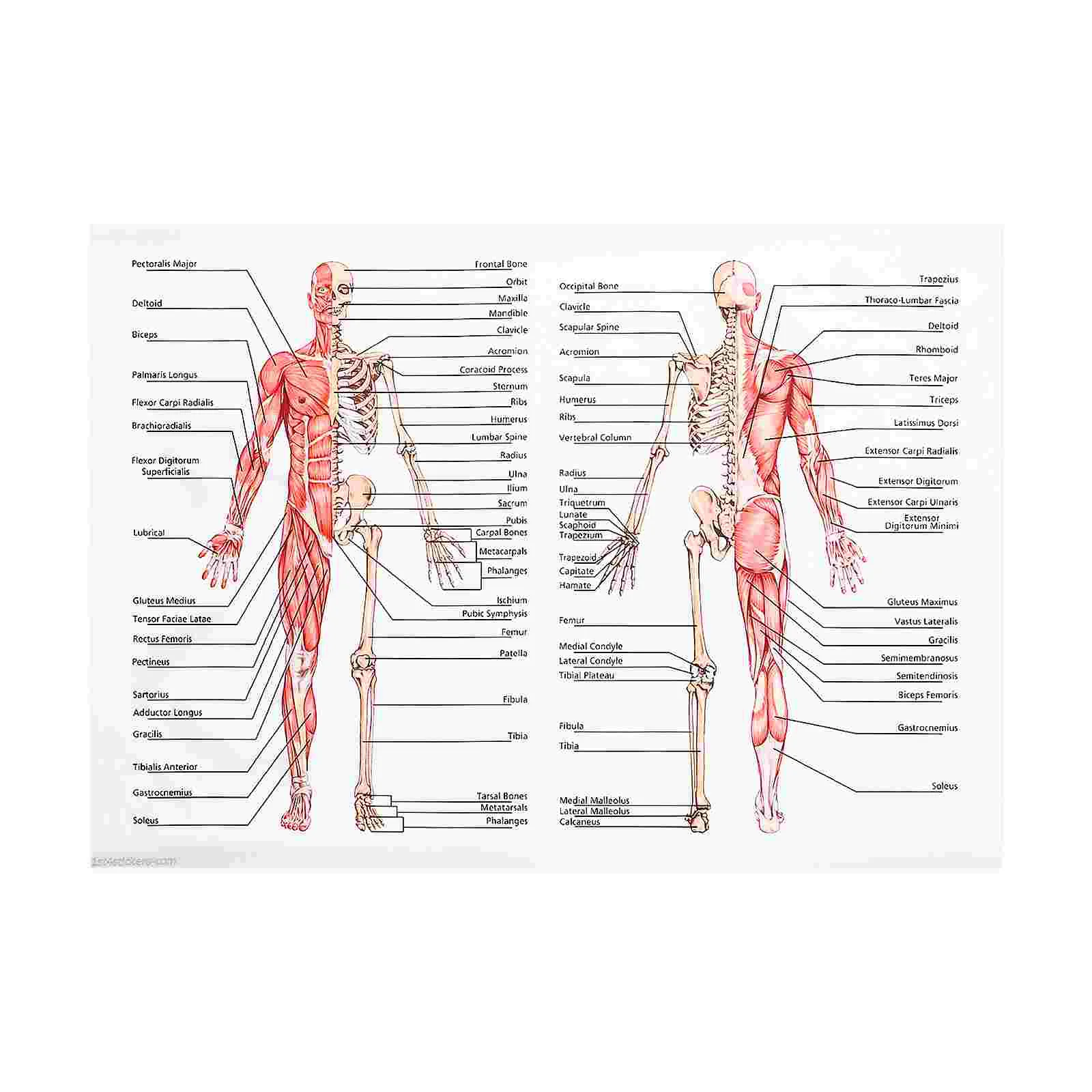 

Poster Human Dissection Anatomy Posters for Walls Male Skeletal System Muscular Chart