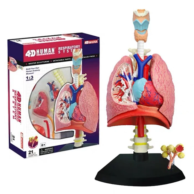 4D Respiratory System Anatomy Model Life-Size Respiration System With Transparent Part To Show The Internal Details Of The Lung