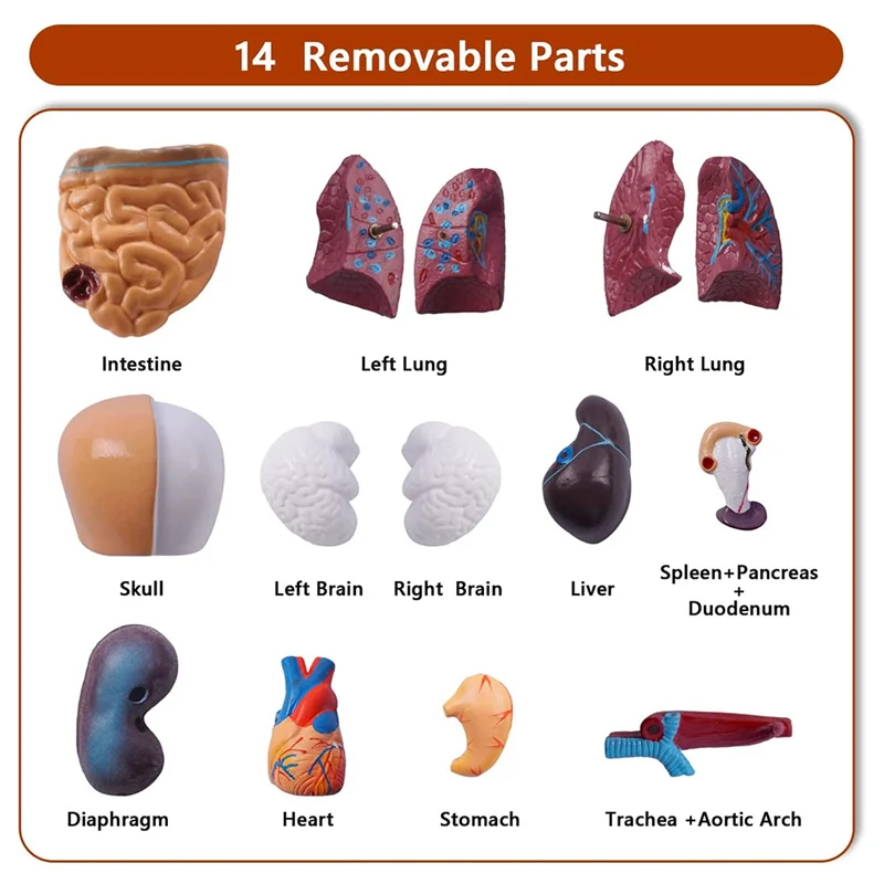 Exquisite Workmanshipp-Human Torso Body Model Anatomy Anatomical Internal Organs PVC For Student Teaching Study