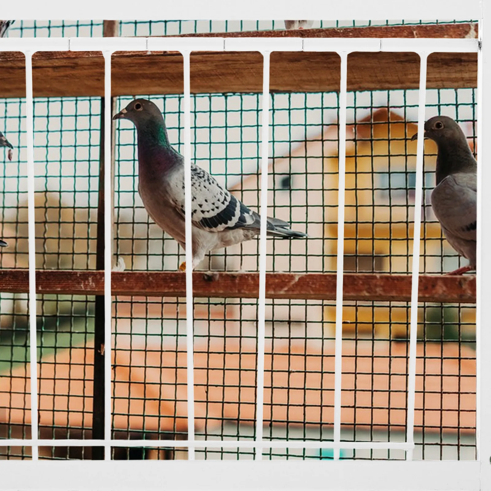 

Дверца-ловушка из нержавеющей стали для голубятни, односторонний вход для гоночных голубей, с проволочными прутьями, надежный и простой в использовании доступ