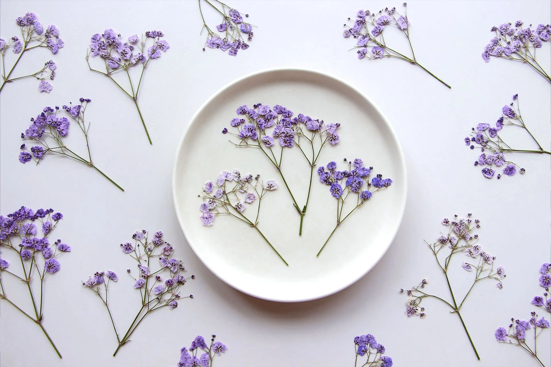 

100Pcs Gypsophila Color-Absorbing Dried Flowers Wholesale Plant Specimens Photo Frame Bookmarks Handmade Children's Pressed Flower Resin Materials