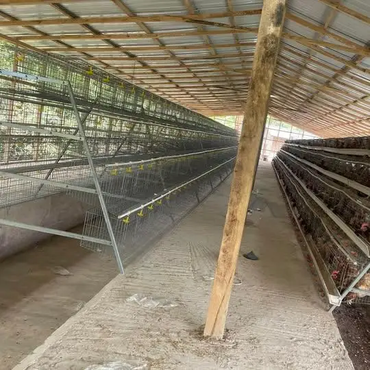 A Type Layer Chicken Cage System 120 Birds 128 Birds 4 Tiers Hot Dip Galvanized Poultry Equipment Automatic Egg Collection